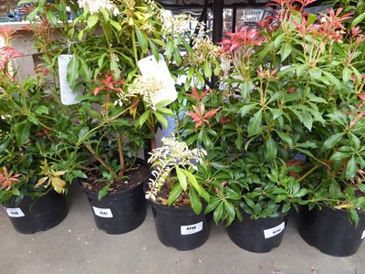 Lot 4246 - Pieris (Var) Forest Flame