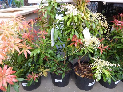 Lot 4247 - Pieris (Var) Forest Flame