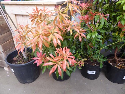 Lot 4248 - Pieris (Var) Forest Flame