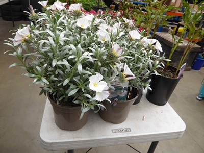 Lot 4249 - 2x Convolvulus Cneorum