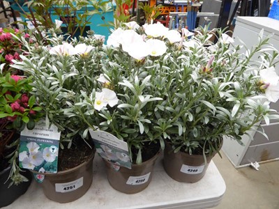 Lot 4250 - 2x Convolvulus Cneorum
