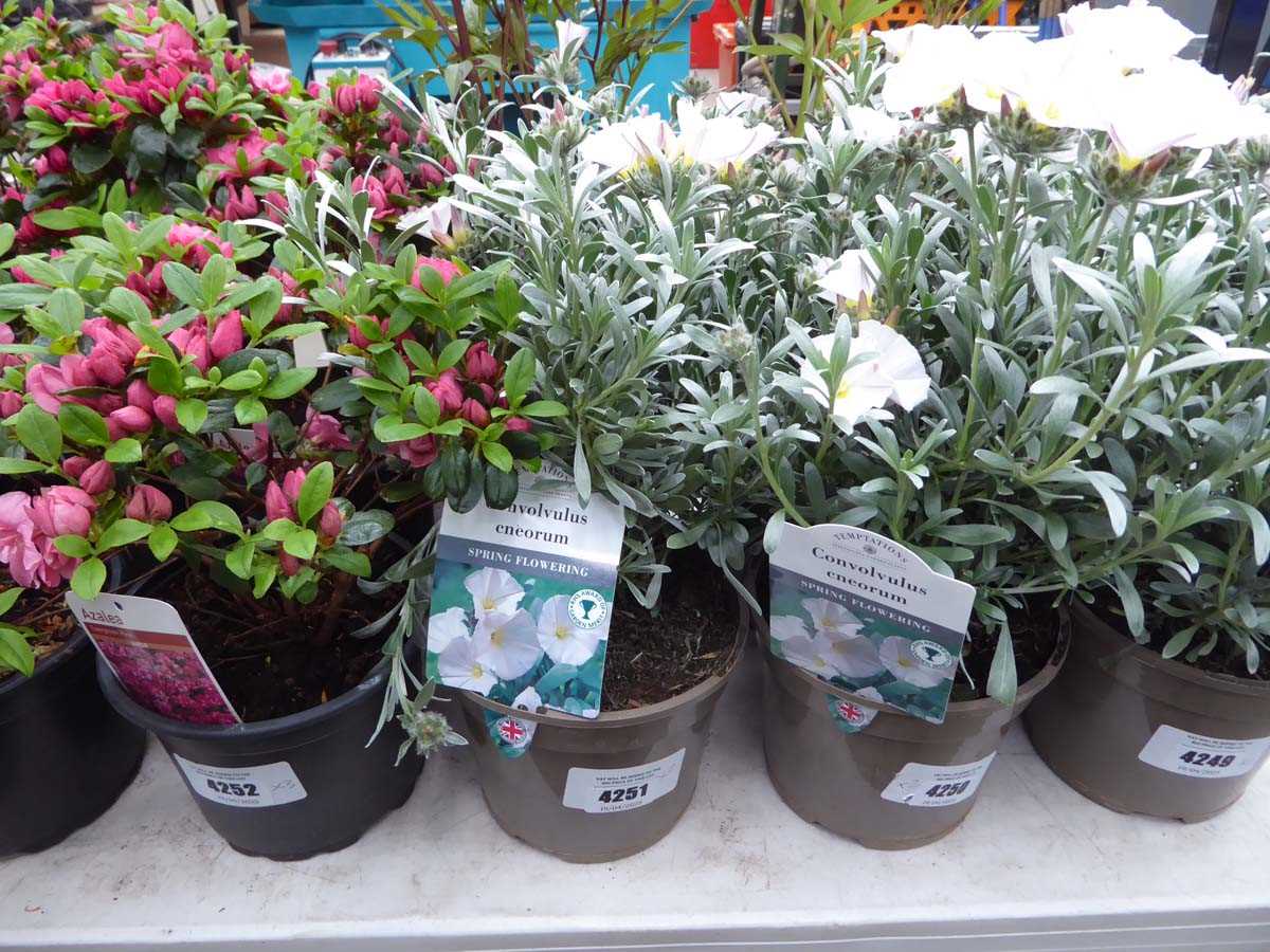 Lot 4251 - 2x Convolvulus Cneorum