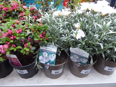 Lot 4251 - 2x Convolvulus Cneorum