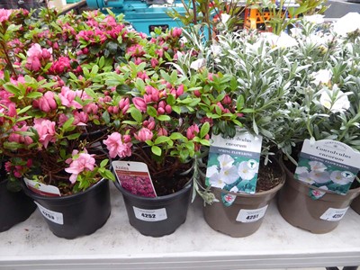 Lot 4252 - 3x Azalia