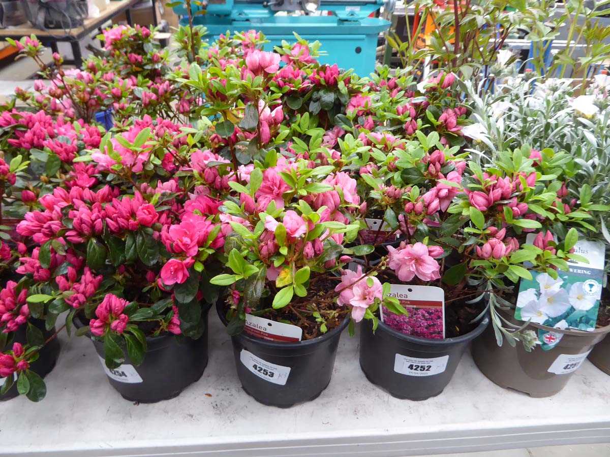 Lot 4253 - 3x Azalia