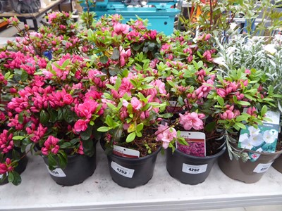 Lot 4253 - 3x Azalia