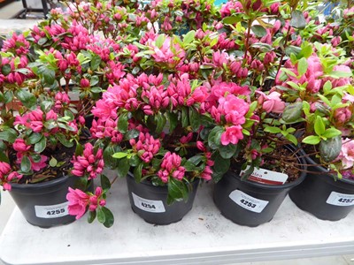 Lot 4254 - 3x Azalia