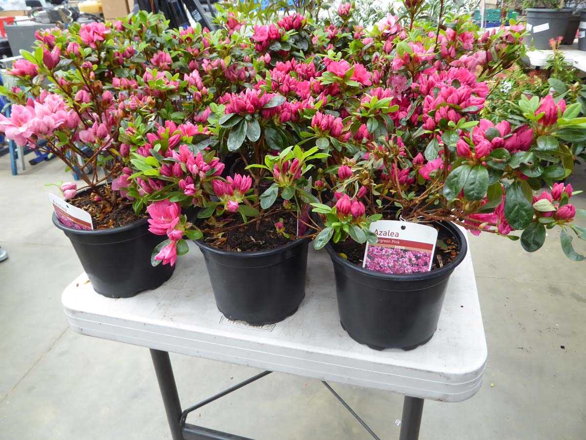 Lot 4255 - 3x Azalia