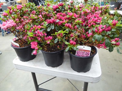 Lot 4255 - 3x Azalia