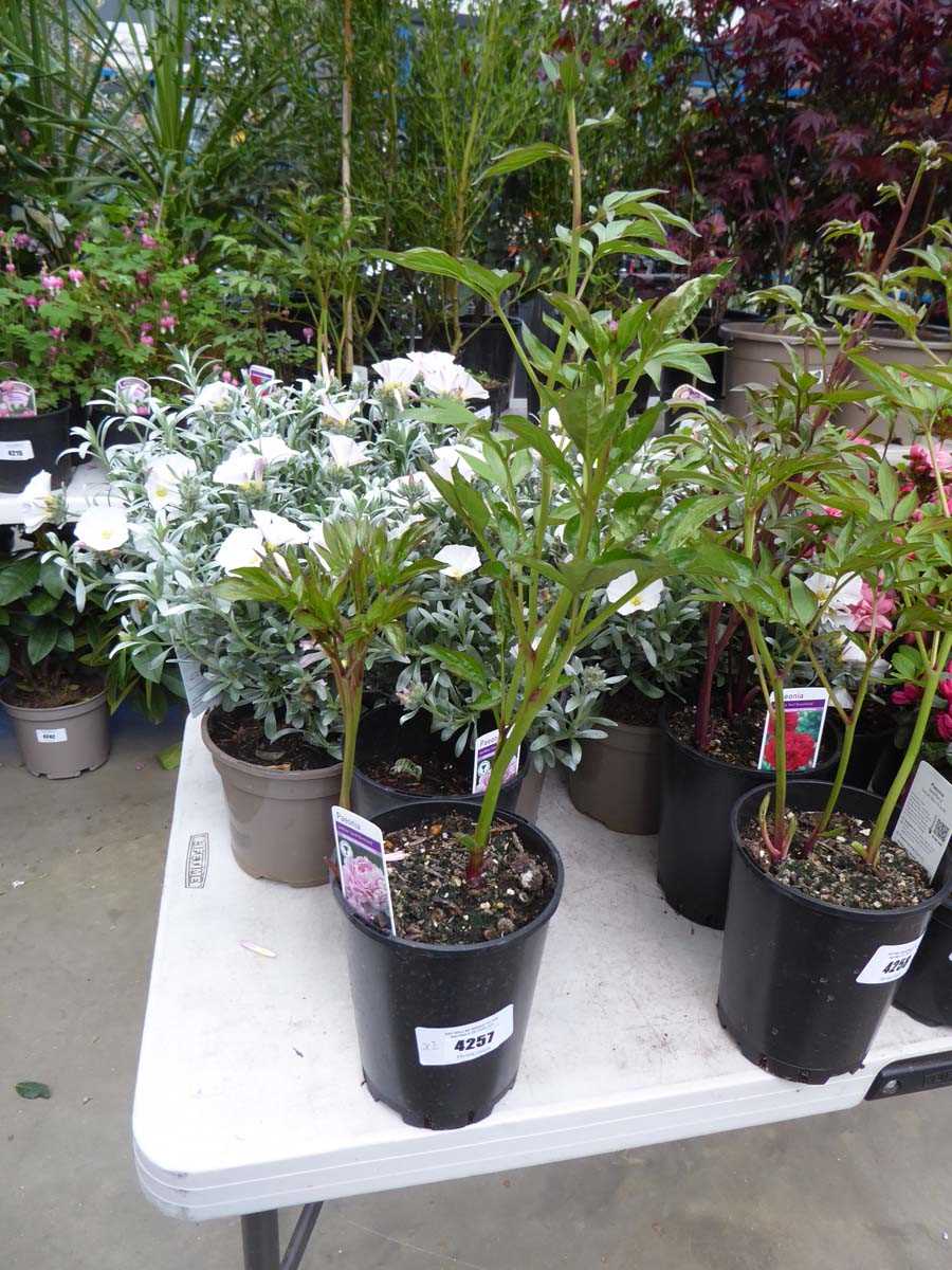 Lot 4257 - 2x Peony