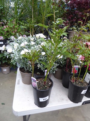 Lot 4257 - 2x Peony