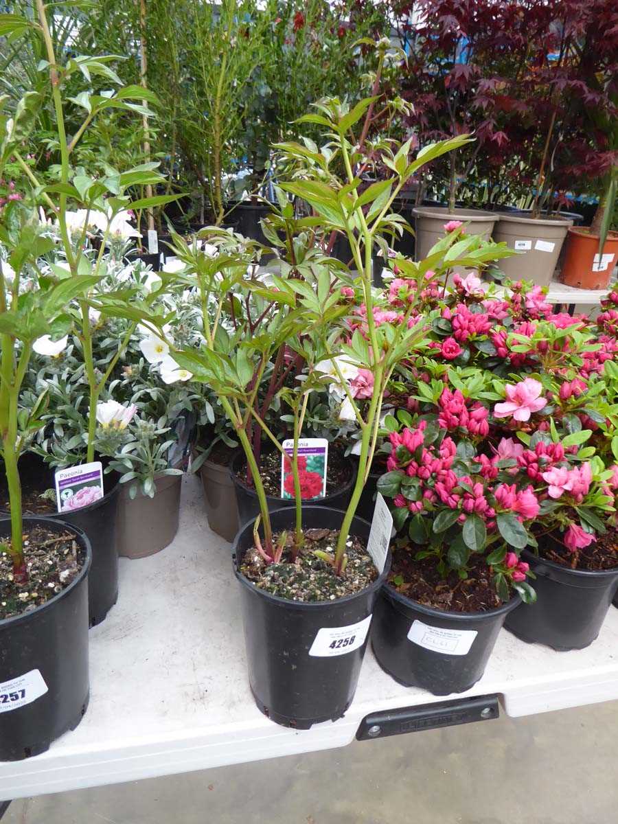 Lot 4258 - 2x Peony