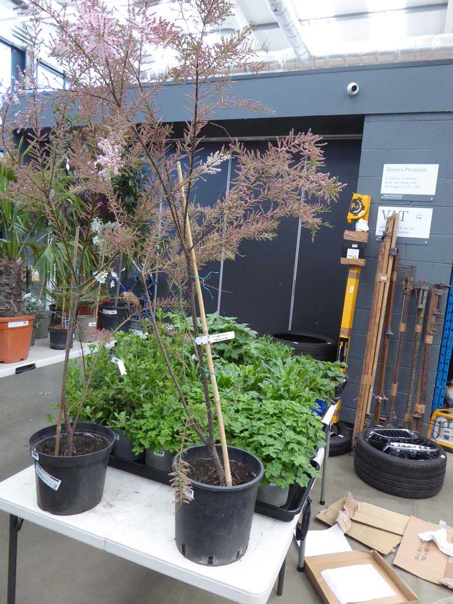 Lot 4259 - Tamarisk Tetrandra Pink Flower
