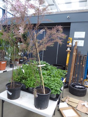 Lot 4259 - Tamarisk Tetrandra Pink Flower