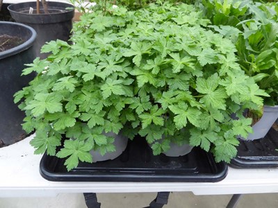 Lot 4261 - 2x Canterbury Bells, Mixed