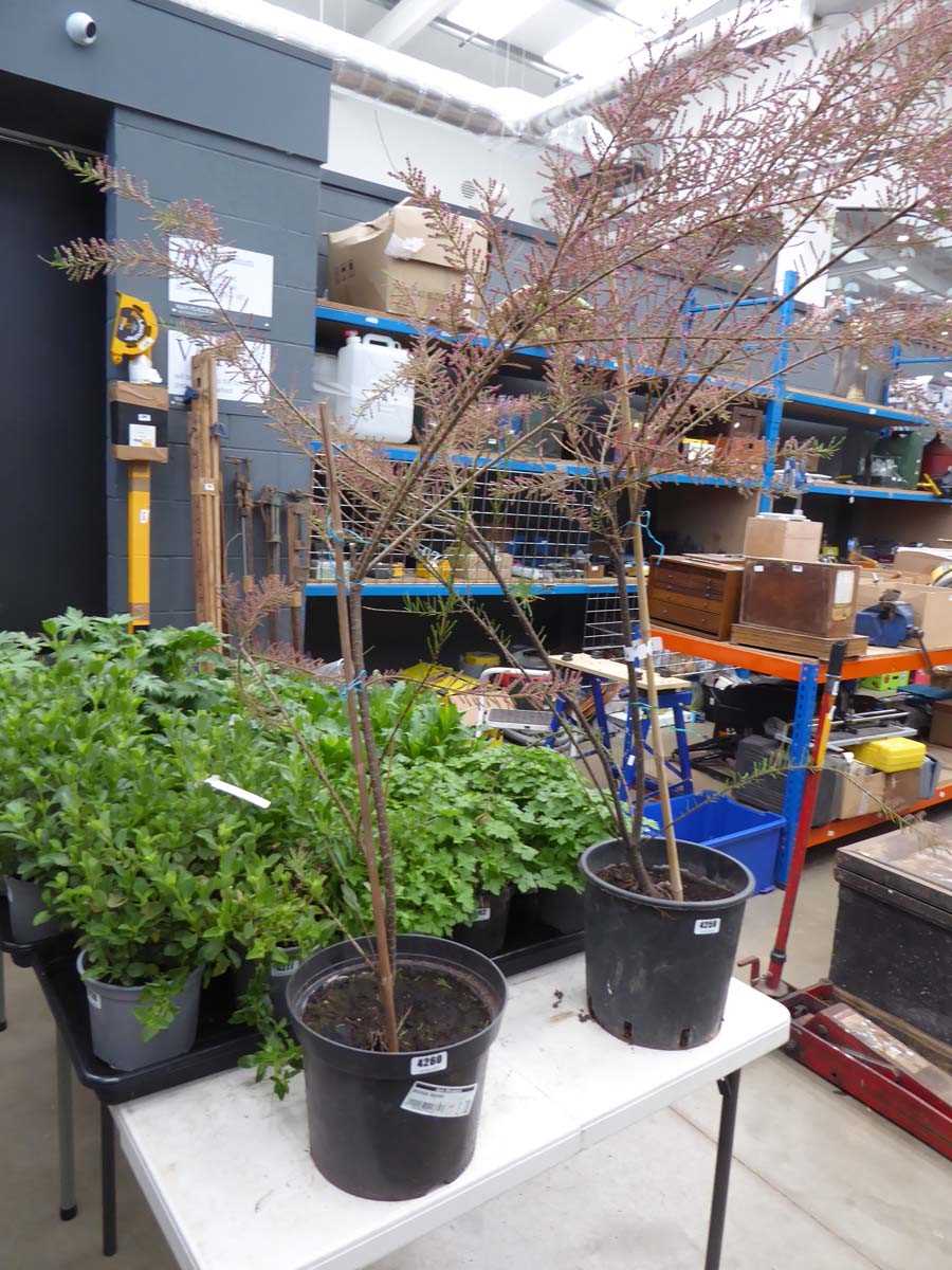 Lot 4260 - Tamarisk Tetrandra Pink Flower