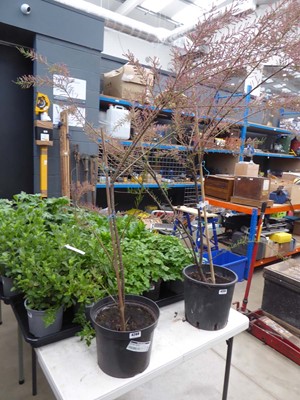 Lot 4260 - Tamarisk Tetrandra Pink Flower