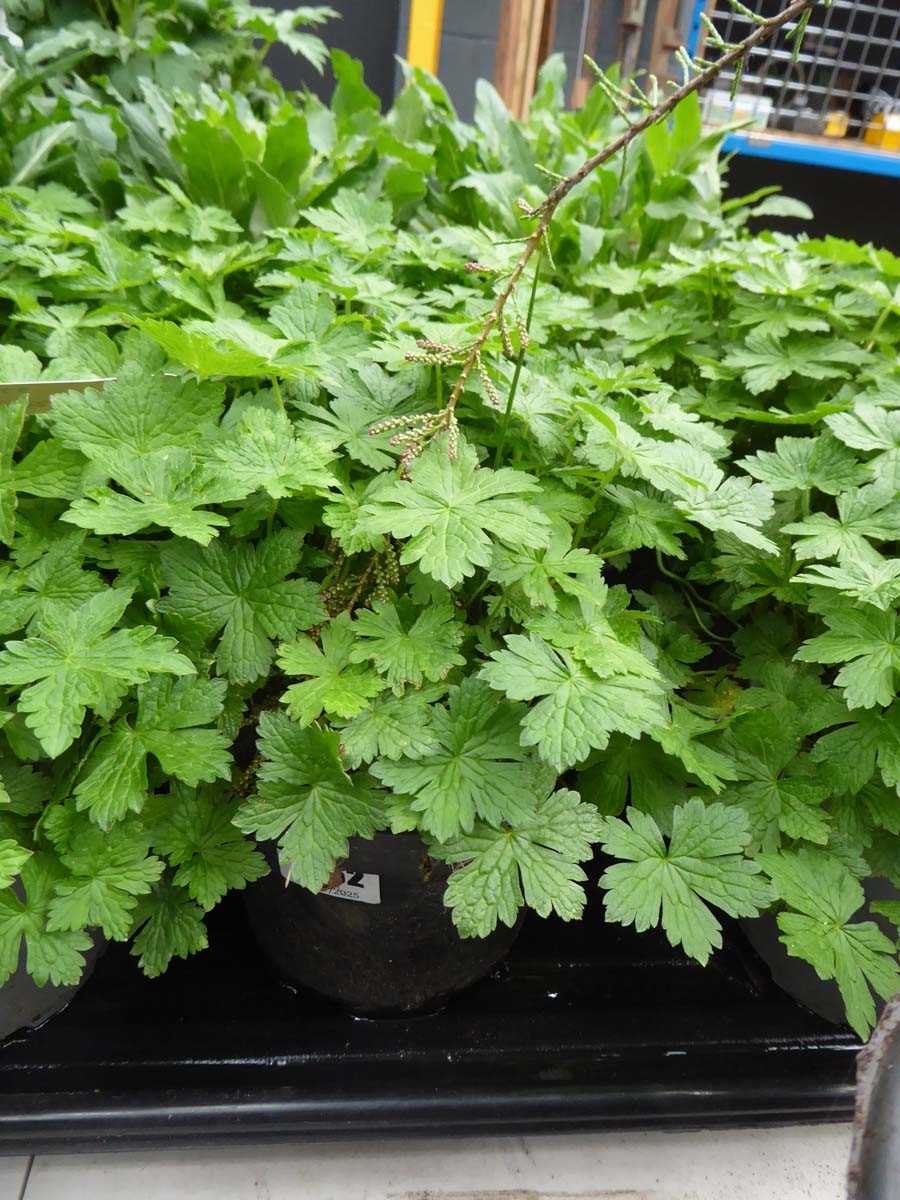 Lot 4262 - 2x Canterbury Bells, Mixed