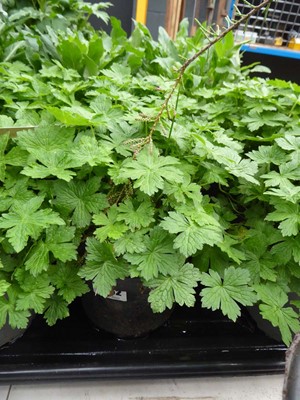 Lot 4262 - 2x Canterbury Bells, Mixed