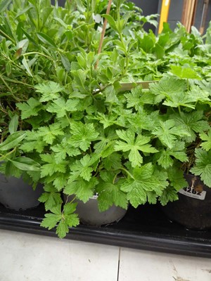 Lot 4263 - 2x Canterbury Bells, Mixed