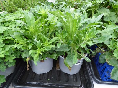 Lot 4264 - 2x Hardy Geranium