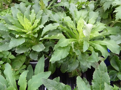 Lot 4265 - 2x Hardy Geranium