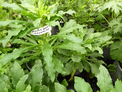 Lot 4266 - 2x Hardy Geranium