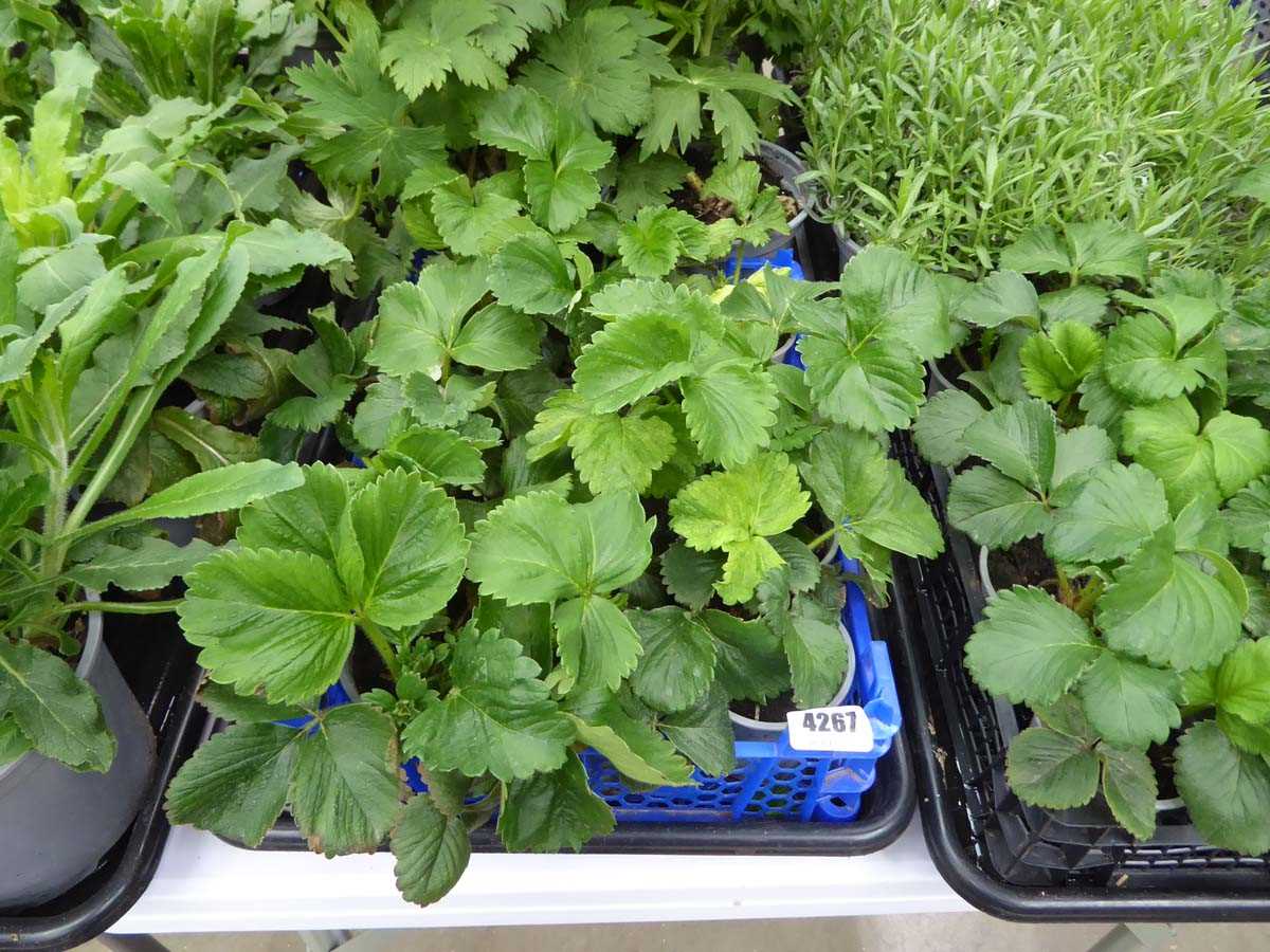 Lot 4267 - Tray of Strawberry plants
