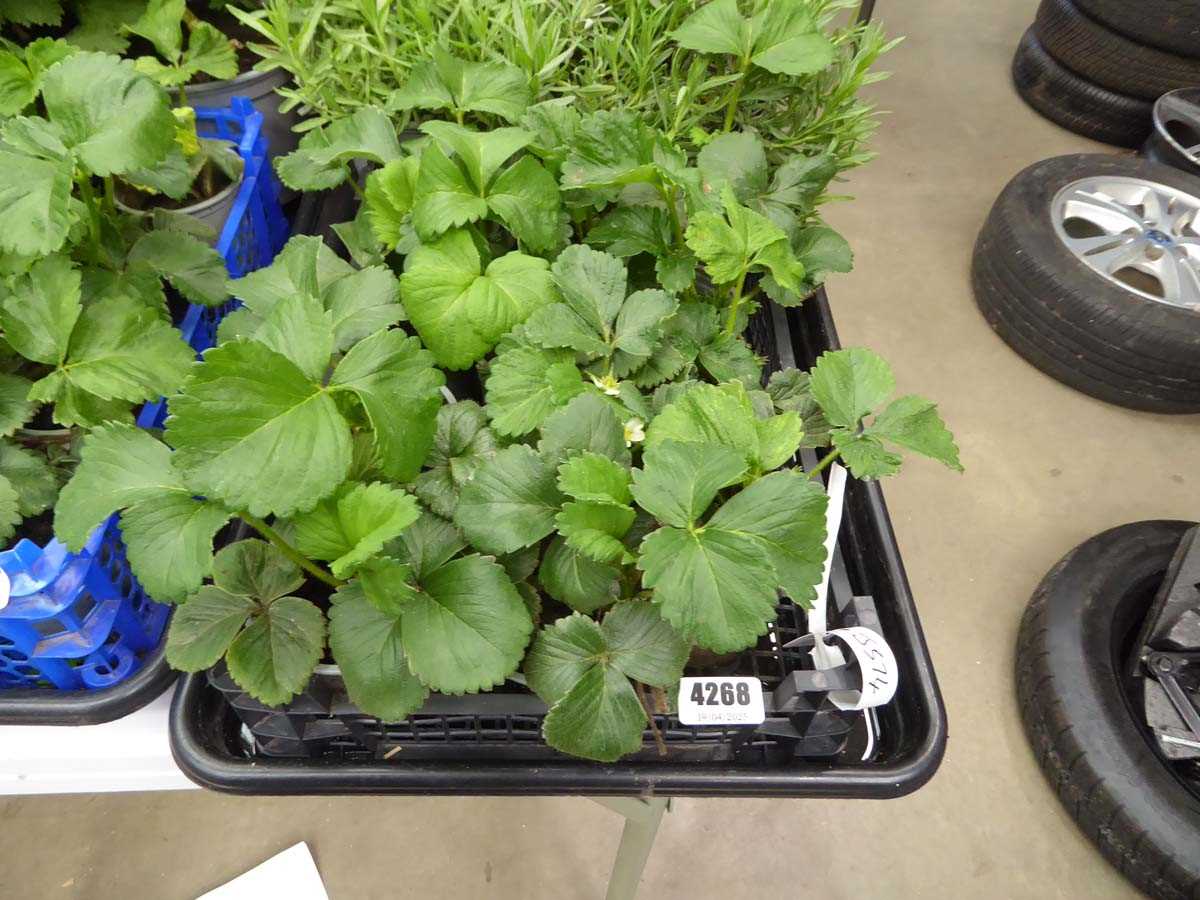 Lot 4268 - Tray of Strawberry plants
