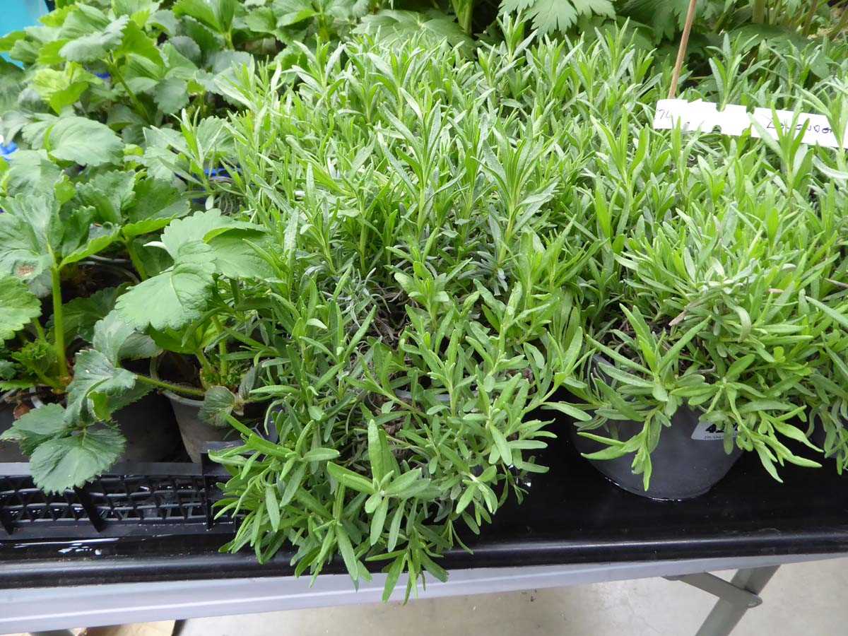 Lot 4269 - 2x Lavender