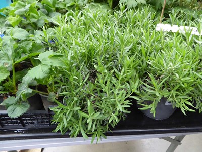 Lot 4269 - 2x Lavender