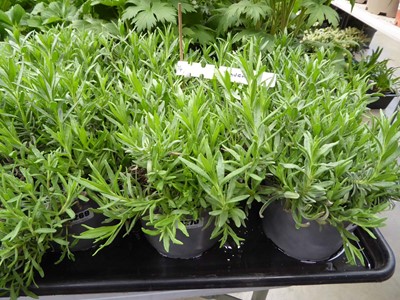 Lot 4270 - 2x Lavender