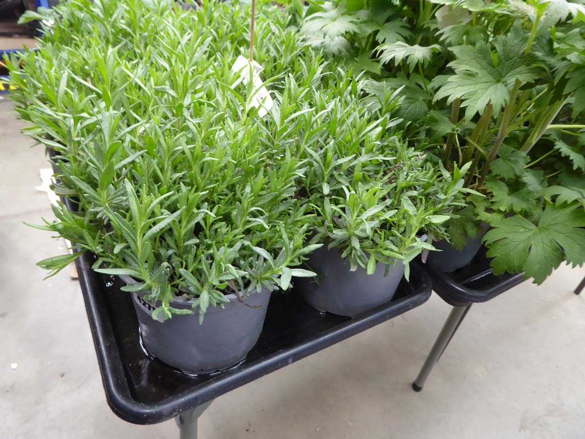 Lot 4271 - 2x Lavender