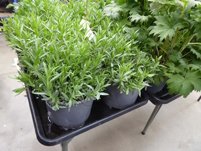 Lot 4271 - 2x Lavender