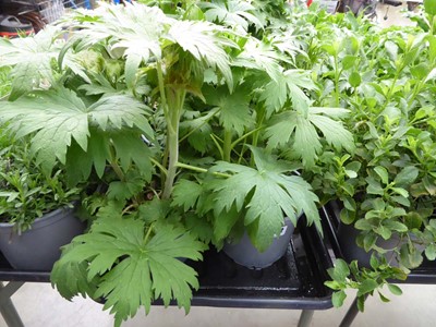 Lot 4272 - 2x Hardy Delphinium