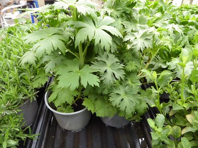 Lot 4273 - 2x Hardy Delphinium