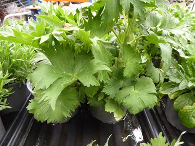 Lot 4274 - 2x Hardy Delphinium