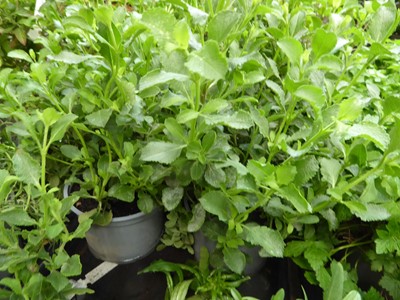 Lot 4275 - 2x Hardy Salvia