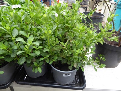 Lot 4276 - 2x Hardy Salvia