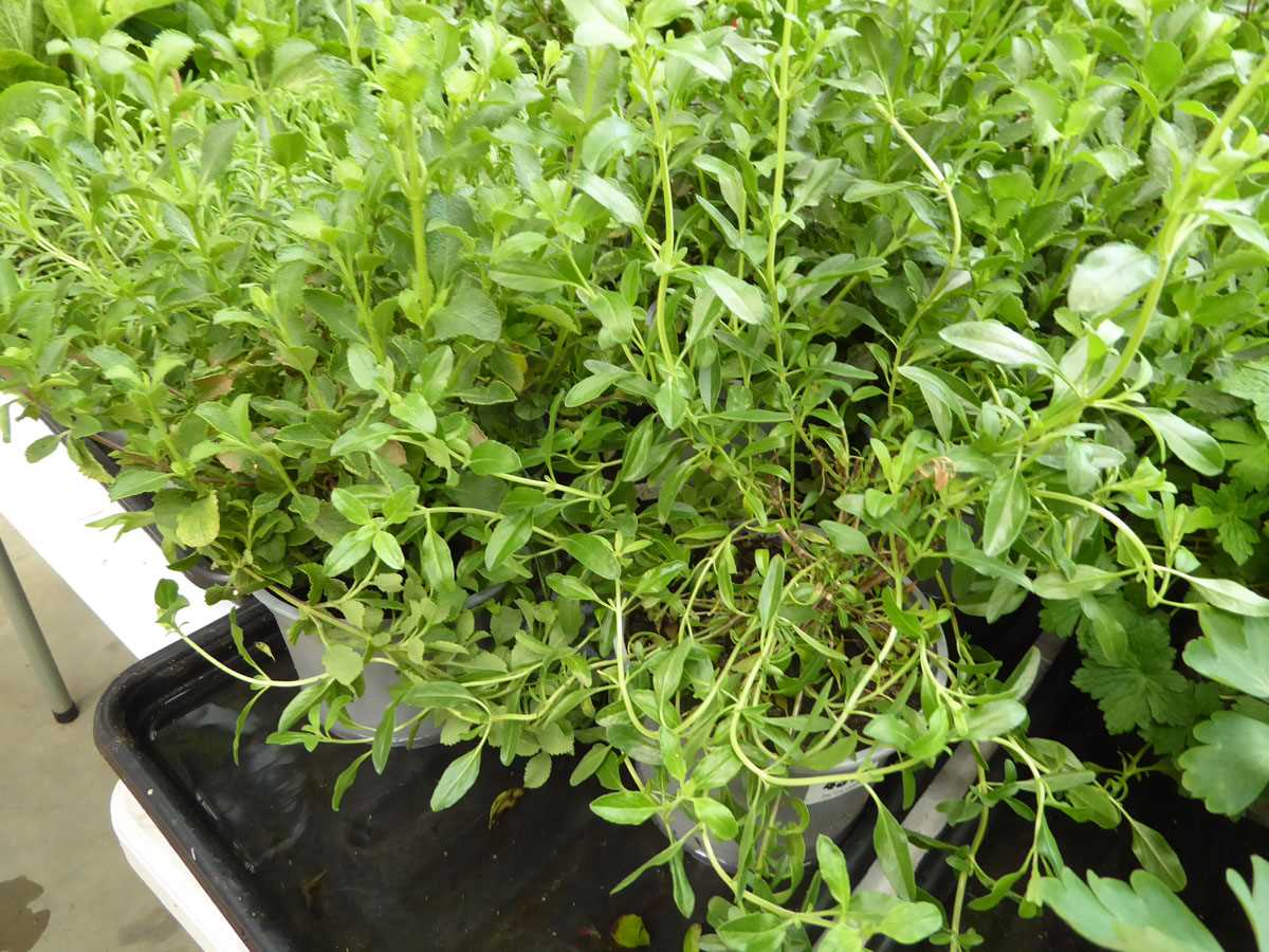Lot 4277 - 2x Hardy Salvia