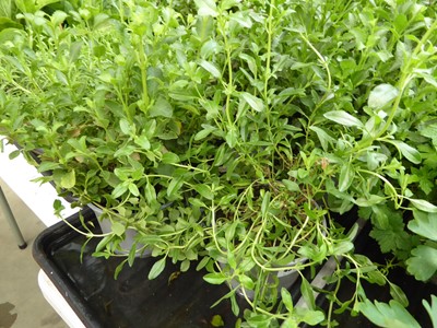 Lot 4277 - 2x Hardy Salvia