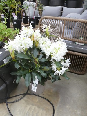 Lot 2351 - Large potted 5L Cunningham's white flowering...