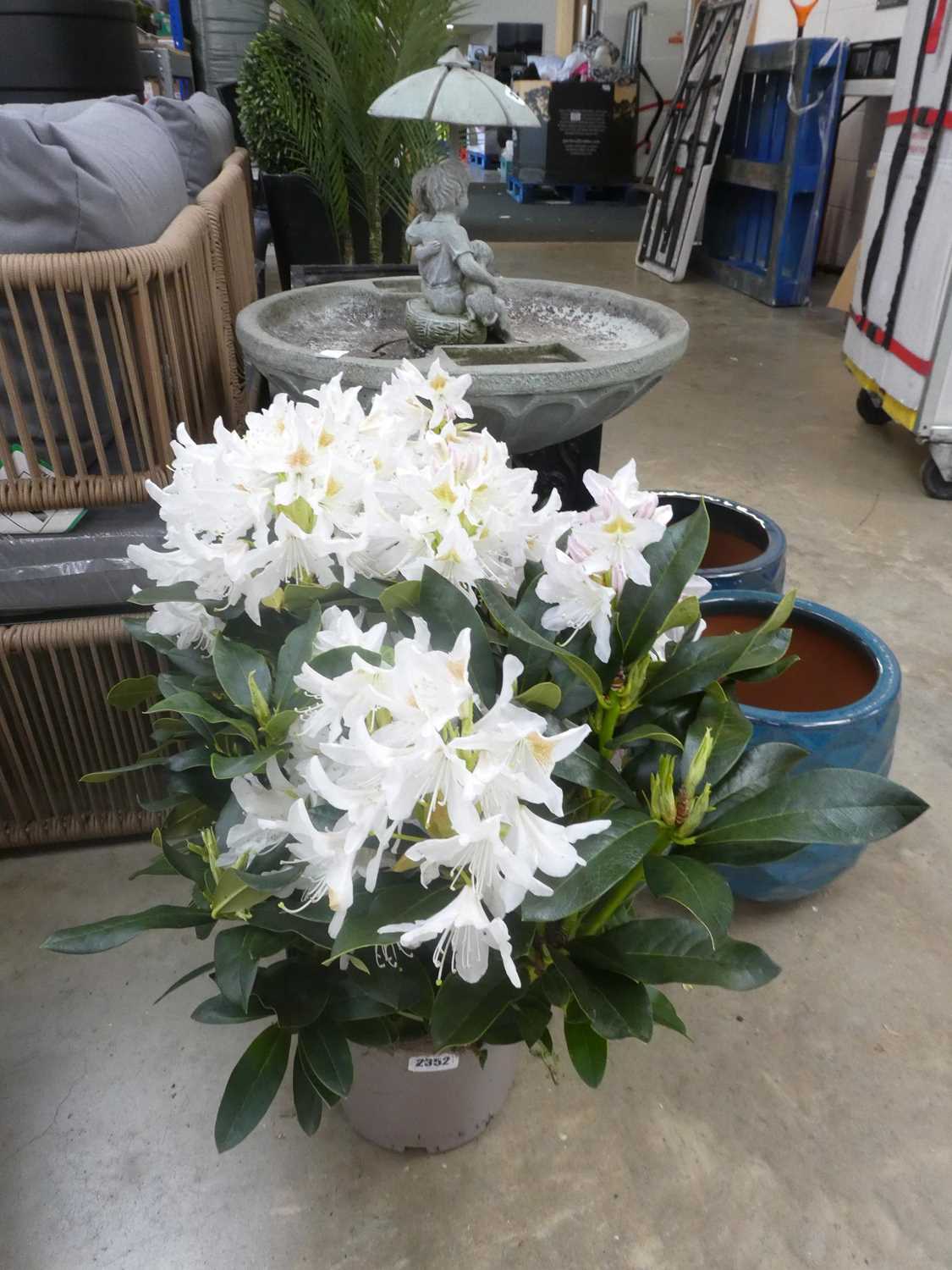 Lot 2352 - Large potted 5L Cunningham's white flowering...