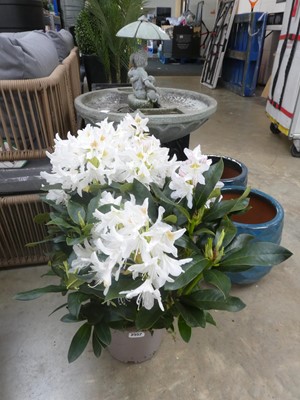 Lot 2352 - Large potted 5L Cunningham's white flowering...
