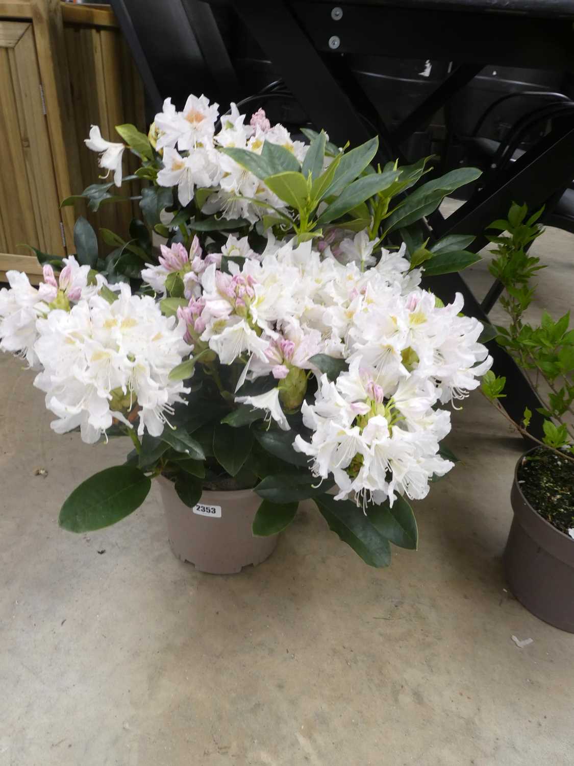 Lot 2353 - Large potted 5L Cunningham's white flowering...