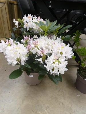 Lot 2353 - Large potted 5L Cunningham's white flowering...
