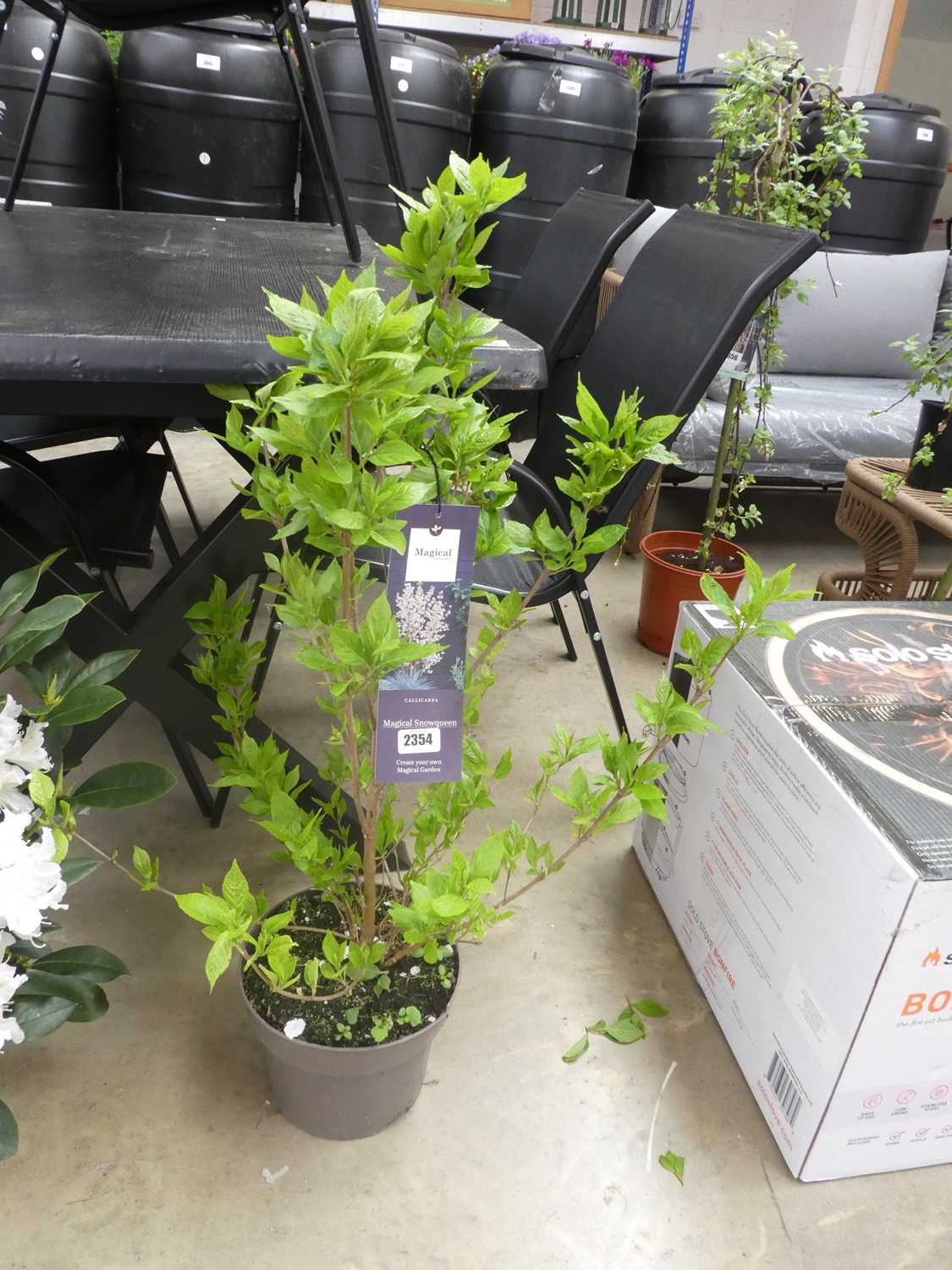 Lot 2354 - Large potted Magical Snow Queen Callicarpa