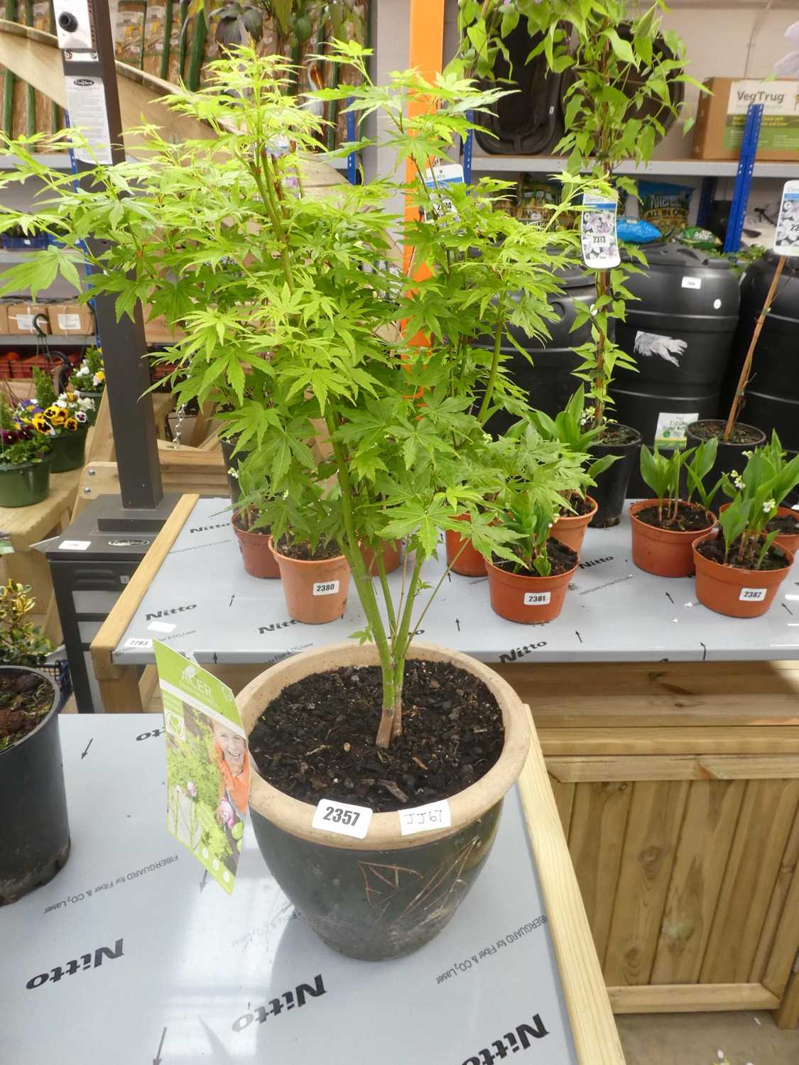 Lot 2357 - Large potted Going Green Japanese acer in pot