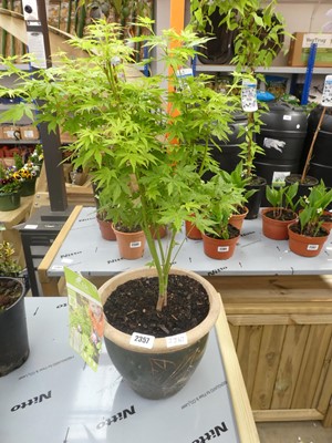 Lot 2357 - Large potted Going Green Japanese acer in pot