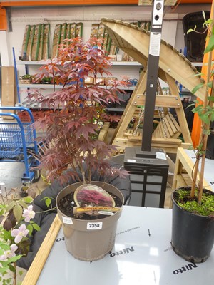 Lot 2358 - Large potted atropurpureum acer